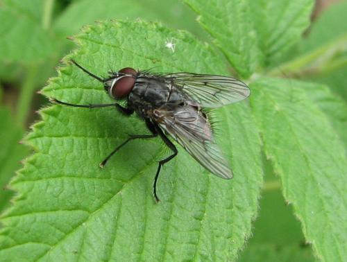 Réf. 78 086 : Helina evecta