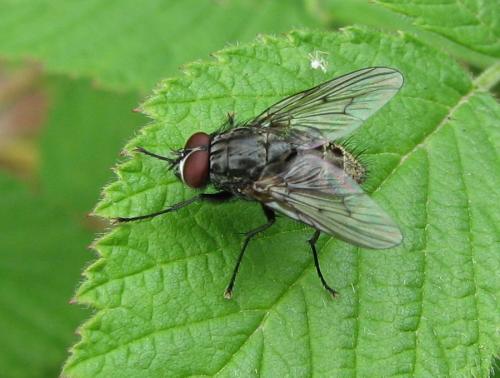 Helina evecta