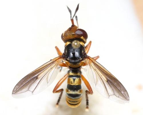 Réf. 78 530 : Conops insignis