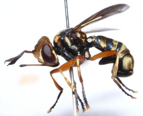 Réf. 78 531 : Conops insignis