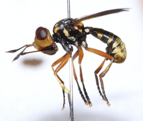 Réf. 78 532 : Conops insignis