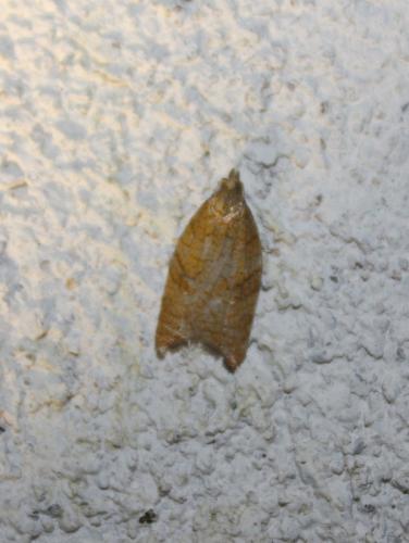 Acleris rhombana