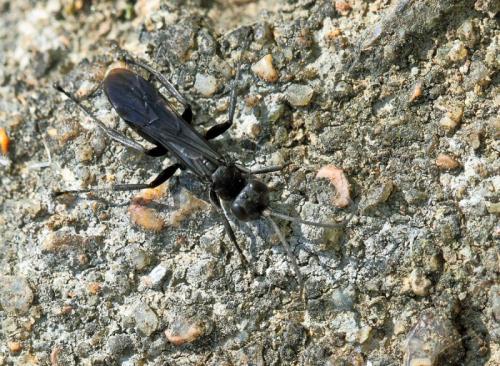 Anoplius concinnus