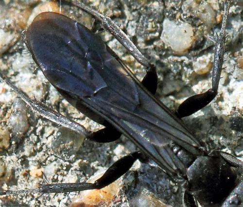 Anoplius concinnus