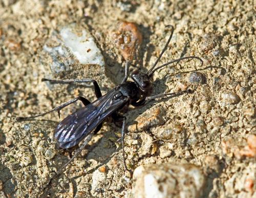 Anoplius concinnus