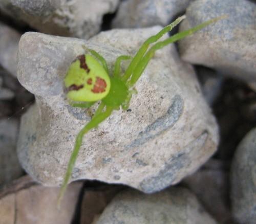 Ebrechtella tricuspidata