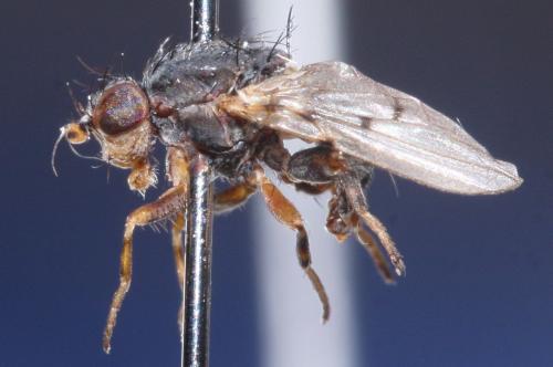 Odinia sp.