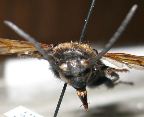 Megascolia maculata maculata