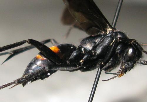 Anoplius samariensis