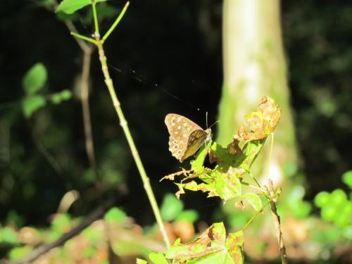 Pararge aegeria