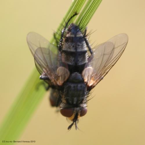 Exorista sp.