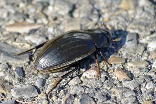 Réf. 78 378 : Hydrophilus piceus
