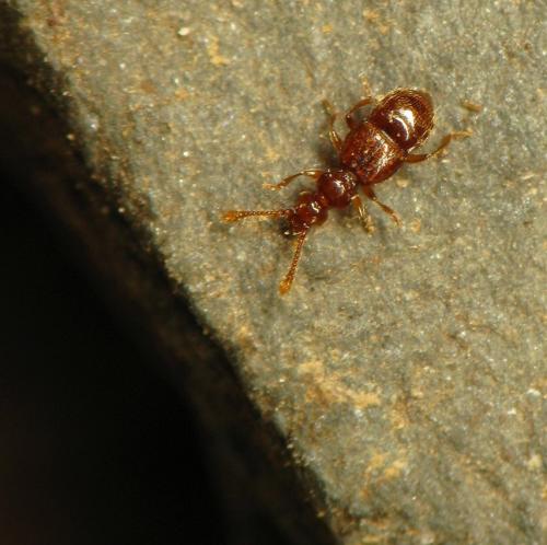 Réf. 78 505 : Amauronyx barthei