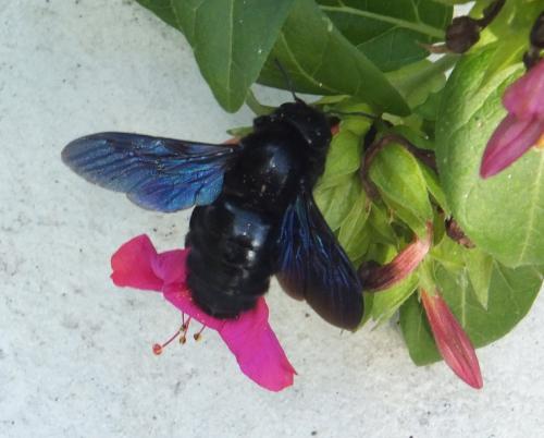Xylocopa sp.