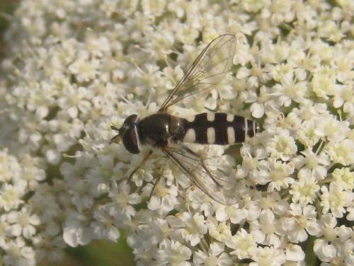 Réf. 78 980 : Melangyna umbellatarum