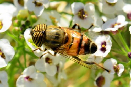 Réf. 78 445 : Eristalinus taeniops