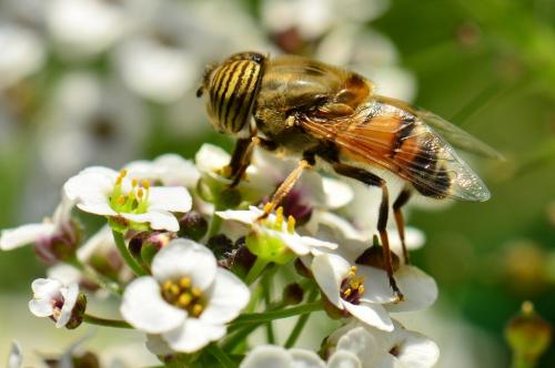 Réf. 78 446 : Eristalinus taeniops