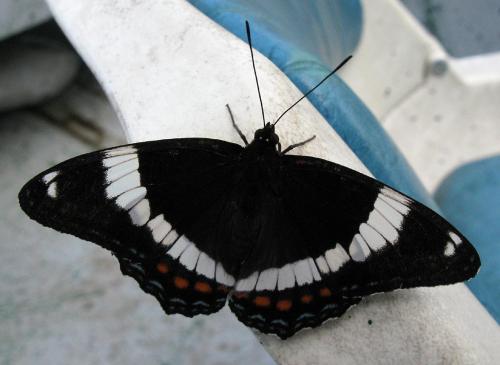 Réf. 78 205 : Limenitis arthemis