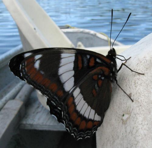 Réf. 78 206 : Limenitis arthemis