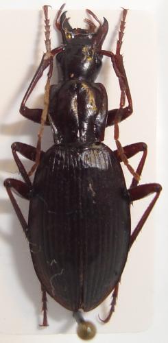 Laemostenus angustatus