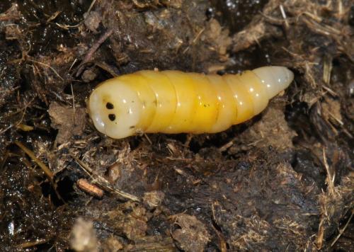 Réf. 78 537 : Mesembrina meridiana