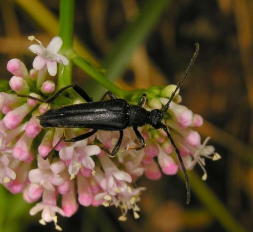 Réf. 78 691 : Leptura aethiops