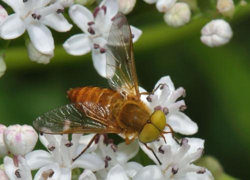 Réf. 78 801 : Silvius alpinus