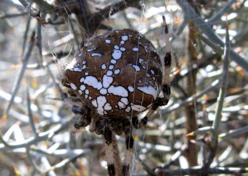 Réf. 78 326 : Araneus pallidus
