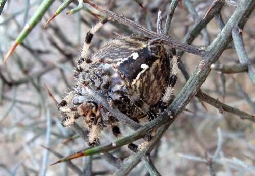 Réf. 78 341 : Araneus pallidus