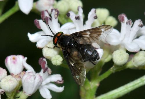 Réf. 78 802 : Chrysops caecutiens