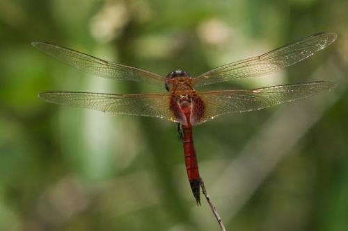 Tramea calverti
