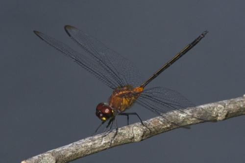 Orthemis attenuata