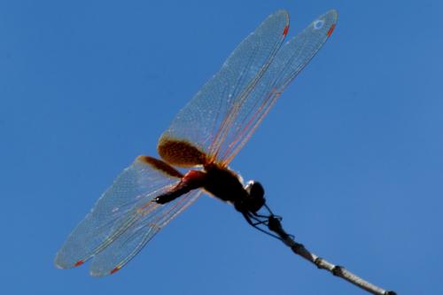Tramea calverti