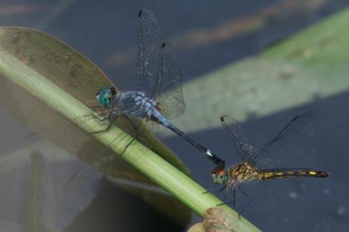 Réf. 78 661 : Micrathyria aequalis