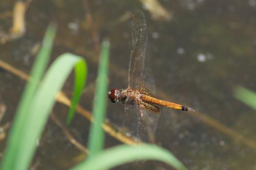 Tramea calverti