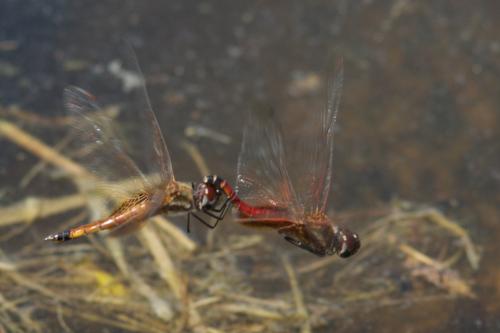 Tramea calverti
