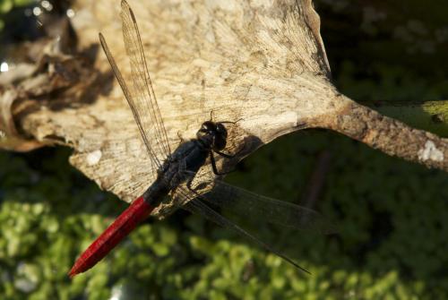 Réf. 78 007 : Erythemis peruviana