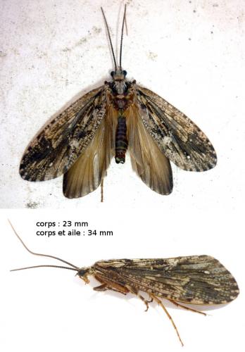 Phryganea grandis