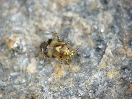Liocoris tripustulatus