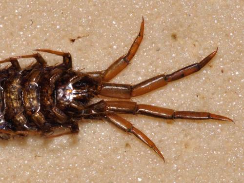 Réf. 78 665 : Lithobius castaneus