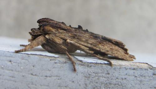Réf. 78 422 : Lithophane semibrunnea