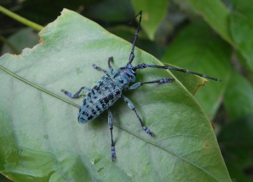 Anoplophora beryllina