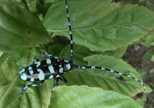 Anoplophora elegans