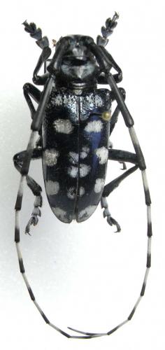 Anoplophora davidis