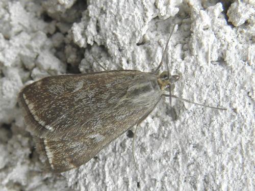 Loxostege sticticalis