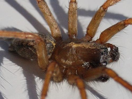 Lycosoides coarctata