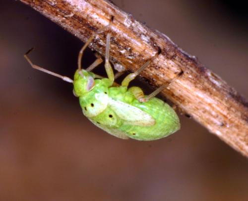 Lygus maritimus