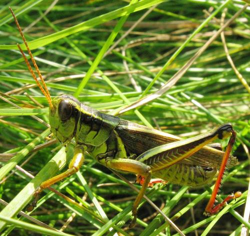 Melanoplus bivittatus