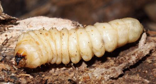 Megopis mutica