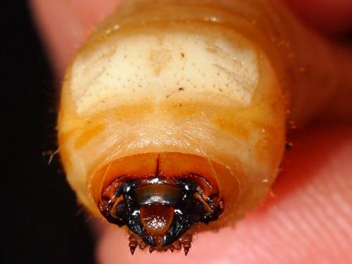 Megopis mutica